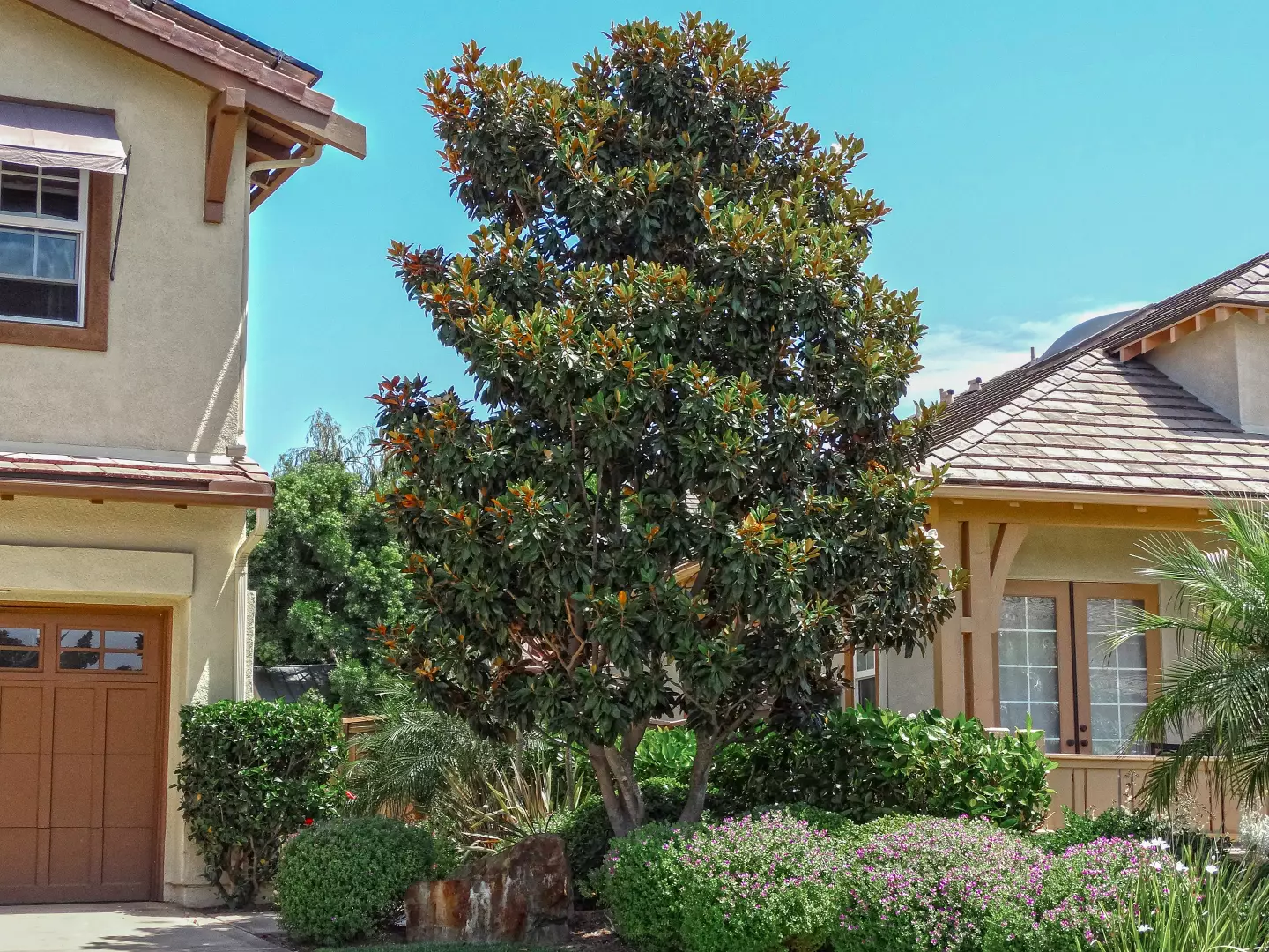4 Beautiful Magnolia Trees for Las Vegas Landscape Designs